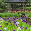 都市緑化植物園、花しょうぶ、6月夏の花、愛知県春日井市の観光・撮影スポットの画像と写真