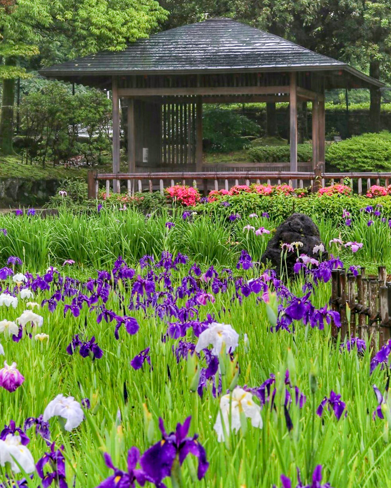 都市緑化植物園、花しょうぶ、6月夏の花、愛知県春日井市の観光・撮影スポットの画像と写真