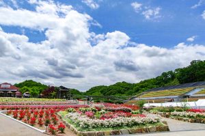 花フェスタ記念公園、バラ、5月夏の花、岐阜県可児市の観光・撮影スポットの画像と写真