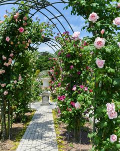 花フェスタ記念公園、バラまつり、5月夏の花、岐阜県可児市の観光・撮影スポットの名所