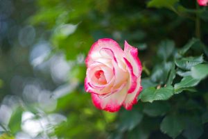 花フェスタ記念公園、バラ、5月夏の花、岐阜県可児市の観光・撮影スポットの画像と写真