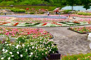 花フェスタ記念公園、バラまつり、5月夏の花、岐阜県可児市の観光・撮影スポットの名所