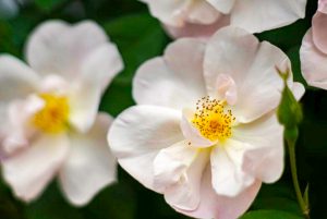 花フェスタ記念公園、バラ、5月夏の花、岐阜県可児市の観光・撮影スポットの画像と写真