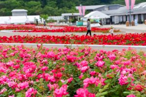 花フェスタ記念公園、バラまつり、5月夏の花、岐阜県可児市の観光・撮影スポットの名所