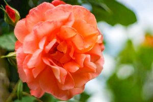花フェスタ記念公園、バラ、5月夏の花、岐阜県可児市の観光・撮影スポットの画像と写真