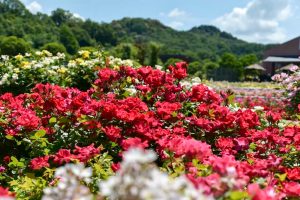 花フェスタ記念公園、バラまつり、5月夏の花、岐阜県可児市の観光・撮影スポットの名所