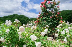 花フェスタ記念公園、バラ、5月夏の花、岐阜県可児市の観光・撮影スポットの画像と写真
