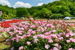 花フェスタ記念公園、バラまつり、5月夏の花、岐阜県可児市の観光・撮影スポットの名所