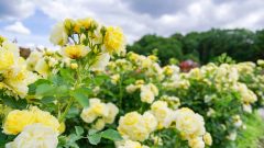 花フェスタ記念公園、バラ、5月夏の花、岐阜県可児市の観光・撮影スポットの画像と写真