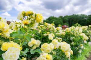 花フェスタ記念公園、バラ、5月夏の花、岐阜県可児市の観光・撮影スポットの画像と写真