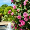 花フェスタ記念公園、バラまつり、5月夏の花、岐阜県可児市の観光・撮影スポットの名所