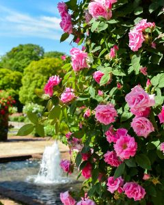 花フェスタ記念公園、バラまつり、5月夏の花、岐阜県可児市の観光・撮影スポットの名所