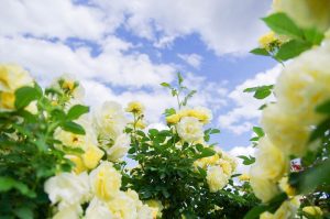 花フェスタ記念公園、バラ、5月夏の花、岐阜県可児市の観光・撮影スポットの画像と写真