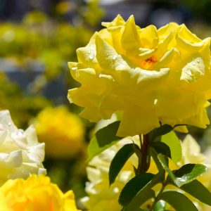 花フェスタ記念公園、バラまつり、5月夏の花、岐阜県可児市の観光・撮影スポットの名所
