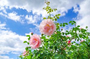 花フェスタ記念公園、バラ、5月夏の花、岐阜県可児市の観光・撮影スポットの画像と写真