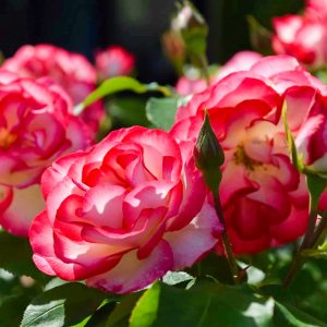 花フェスタ記念公園、バラまつり、5月夏の花、岐阜県可児市の観光・撮影スポットの名所