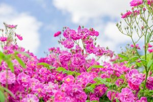 花フェスタ記念公園、バラ、5月夏の花、岐阜県可児市の観光・撮影スポットの画像と写真