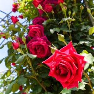 花フェスタ記念公園、バラまつり、5月夏の花、岐阜県可児市の観光・撮影スポットの名所