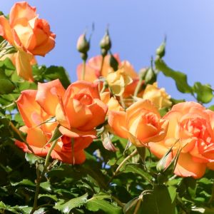 花フェスタ記念公園、バラまつり、5月夏の花、岐阜県可児市の観光・撮影スポットの名所