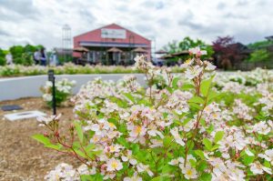 花フェスタ記念公園、バラ、5月夏の花、岐阜県可児市の観光・撮影スポットの画像と写真