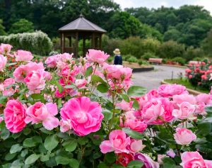 花フェスタ記念公園、バラまつり、5月夏の花、岐阜県可児市の観光・撮影スポットの名所