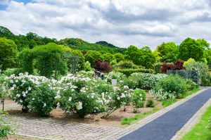 花フェスタ記念公園、バラ、5月夏の花、岐阜県可児市の観光・撮影スポットの画像と写真