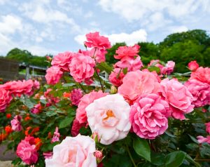花フェスタ記念公園、バラまつり、5月夏の花、岐阜県可児市の観光・撮影スポットの名所