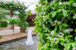 花フェスタ記念公園、バラ、5月夏の花、岐阜県可児市の観光・撮影スポットの画像と写真