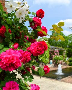 花フェスタ記念公園、バラまつり、5月夏の花、岐阜県可児市の観光・撮影スポットの名所
