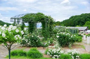 花フェスタ記念公園、バラ、5月夏の花、岐阜県可児市の観光・撮影スポットの画像と写真