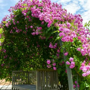 花フェスタ記念公園、バラまつり、5月夏の花、岐阜県可児市の観光・撮影スポットの名所