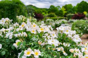 花フェスタ記念公園、バラ、5月夏の花、岐阜県可児市の観光・撮影スポットの画像と写真