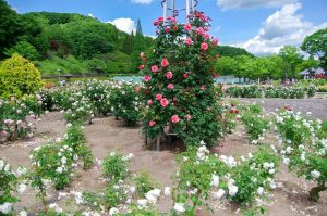 花フェスタ記念公園、バラ、5月夏の花、岐阜県可児市の観光・撮影スポットの画像と写真