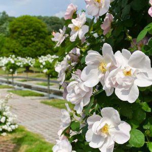 花フェスタ記念公園、バラまつり、5月夏の花、岐阜県可児市の観光・撮影スポットの名所