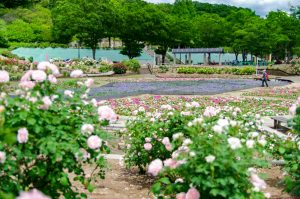 花フェスタ記念公園、バラ、5月夏の花、岐阜県可児市の観光・撮影スポットの画像と写真