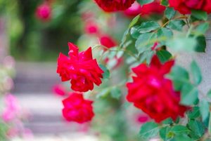 花フェスタ記念公園、バラ、5月夏の花、岐阜県可児市の観光・撮影スポットの画像と写真