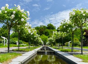 花フェスタ記念公園、バラまつり、5月夏の花、岐阜県可児市の観光・撮影スポットの名所