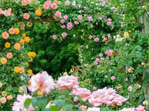 花フェスタ記念公園、バラ、5月夏の花、岐阜県可児市の観光・撮影スポットの画像と写真