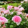 花フェスタ記念公園、バラ、5月夏の花、岐阜県可児市の観光・撮影スポットの画像と写真