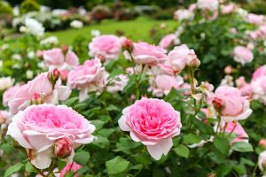 花フェスタ記念公園、バラ、5月夏の花、岐阜県可児市の観光・撮影スポットの画像と写真