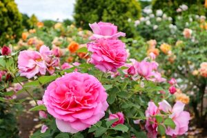 、バラ、5月夏の花、岐阜県可児市の観光・撮影スポットの画像と写真