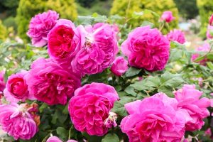 花フェスタ記念公園、バラ、5月夏の花、岐阜県可児市の観光・撮影スポットの画像と写真