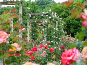 花フェスタ記念公園、バラ、5月夏の花、岐阜県可児市の観光・撮影スポットの画像と写真