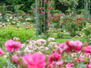 花フェスタ記念公園、バラ、5月夏の花、岐阜県可児市の観光・撮影スポットの画像と写真