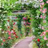 花フェスタ記念公園、バラ、5月夏の花、岐阜県可児市の観光・撮影スポットの画像と写真