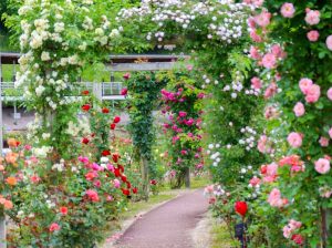花フェスタ記念公園、バラ、5月夏の花、岐阜県可児市の観光・撮影スポットの画像と写真