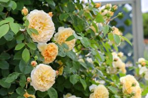 花フェスタ記念公園、バラ、5月夏の花、岐阜県可児市の観光・撮影スポットの画像と写真