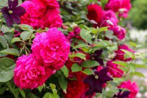 花フェスタ記念公園、バラ、5月夏の花、岐阜県可児市の観光・撮影スポットの画像と写真