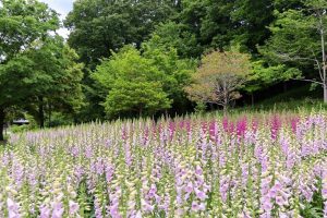 花フェスタ記念公園、夏の花、5月夏の花、岐阜県可児市の観光・撮影スポットの画像と写真