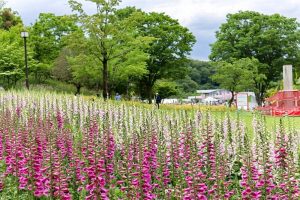 花フェスタ記念公園、夏の花、5月夏の花、岐阜県可児市の観光・撮影スポットの画像と写真